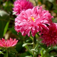 Октябрь цветущий... :: Андрей Заломленков