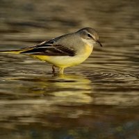 Горная трясогузка... :: Николай Саржанов