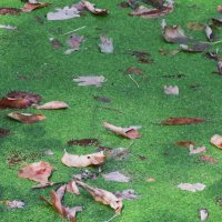 ...... :: Елена Шаламова ...... :: Елена Шаламова