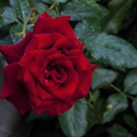 Алая  роза :: Валентин Семчишин