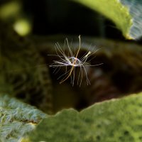 На паутинке :: Александр Ковальчук