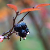 * :: Владимир Безбородов * :: Владимир Безбородов