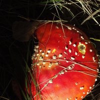 Затмение мухомора :: Freddy 97