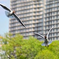 В полёте... :: Дмитрий Балашов