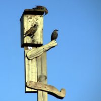 Кто кто в теремочке живет? :: евгений 