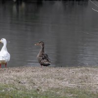 *** :: Игорь Протасов