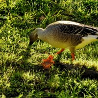дикий мир осенью :: ИННА ПОРОХОВА