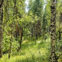 Струится  шёлком   нежным лес :: Hope 