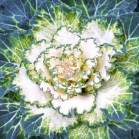 Капуста :: Наталья 