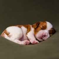 Розовые пяточки :: ARTEseniya Кристина Вальтер