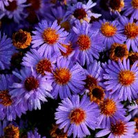 Октябрины :: Юрий. Шмаков