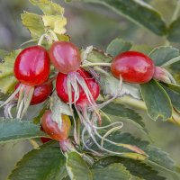 Шиповник :: Bosanat 