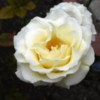 Роза Elina :: Наиля 