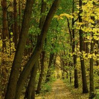 Осень.... :: Олег Алексеев