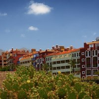 Тенерифе в цвете :: Дмитрий Сурин