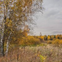 На опушке... :: Владимир Жданов