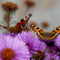 пары октябрьских бабочек 3 :: Александр Прокудин