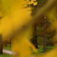 Скоз листья деревьев :: Мария Яковлева