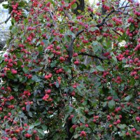 Яблоня декоративная :: Татьяна Машошина