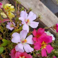 Портулак :: Татьяна Пальчикова