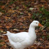 Московский гусь :: александр 