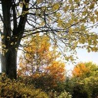 Октябрь :: Наталья Герасимова