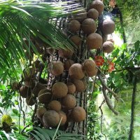 Курупита гвианская :: Лидия Бусурина