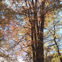 Осенний свет :: Фотогруппа Весна