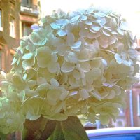 Белая гортензия :: Фотогруппа Весна