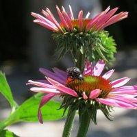 Летние воспоминания 2 :: Natali 