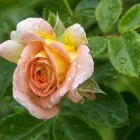 3972 :: Alex . 3972 :: Alex .