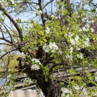 Груша :: Игорь Сикорский