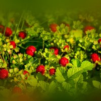 Декоративная земляника :: Игорь Сикорский