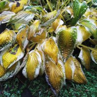 Осенняя хоста :: Людмила Смородинская