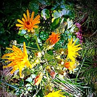 Цветы. :: Владимир Драгунский Цветы. :: Владимир Драгунский