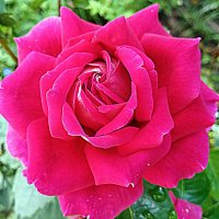 Роза. :: Владимир Драгунский