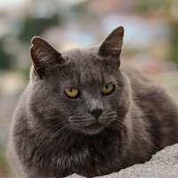 Счастливый житель Ялты :: skijumper Иванов Счастливый житель Ялты :: skijumper Иванов