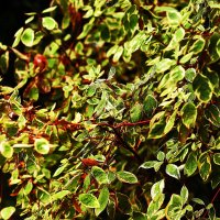 Красивое растение :: Юрий Гайворонскiий