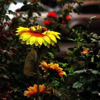 Подсолнух :: Юрий Гайворонскiий