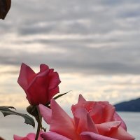 Утро. :: Андрей 