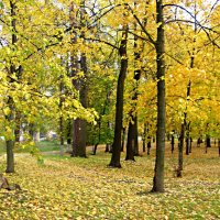 Осенними аллеями :: Елена Семигина