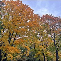 Золотая осень. :: Валерия Комова