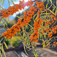 Облепиха :: Алевтина 