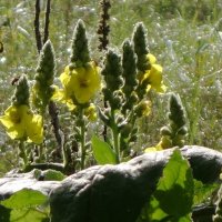 Октябрьский этюд :: Рита Симонова