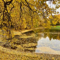 Золото осени :: Алевтина Золото осени :: Алевтина
