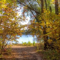 Дорога к реке :: Наталья Димова