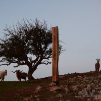 Природа Крыма :: Amazing Cosmea