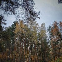 Лесные тропинки :: Тамара Вебер