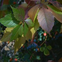 палитра :: Всеволод 