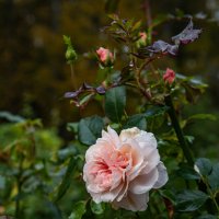 Роза.... :: Павел Катков